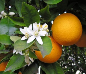 Citrus sinensis (L.) 