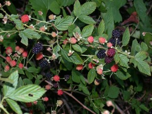 Rubus spp